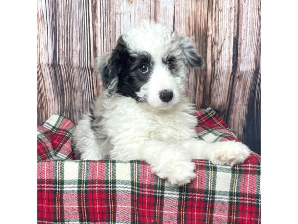 Aussiedoodle Mini-DOG-Female-Blue Merle-17072-Petland Fairfield, Ohio