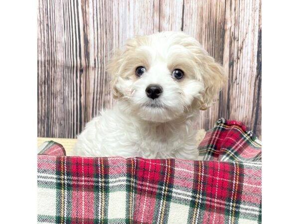 Cock A Poo-DOG-Female-Cream-17069-Petland Fairfield, Ohio