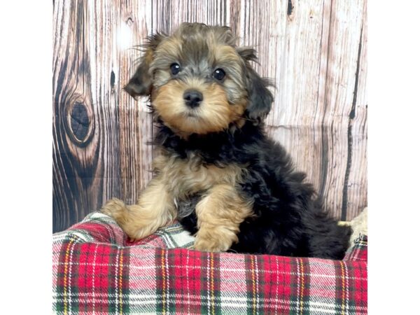 Yorkiepoo DOG Male Black/Tan 17049 Petland Fairfield, Ohio