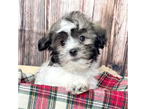 Havanese DOG Male Brown/White 17048 Petland Fairfield, Ohio