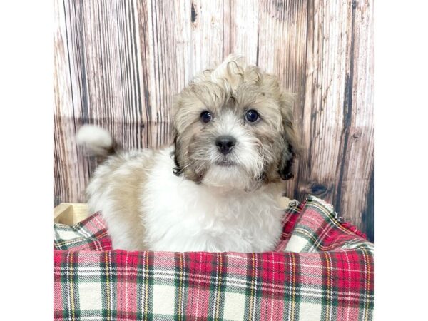 Teddy Bear DOG Male Brown/White 17046 Petland Fairfield, Ohio