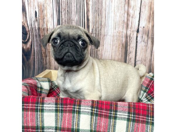 Pug DOG Male Fawn 17068 Petland Fairfield, Ohio