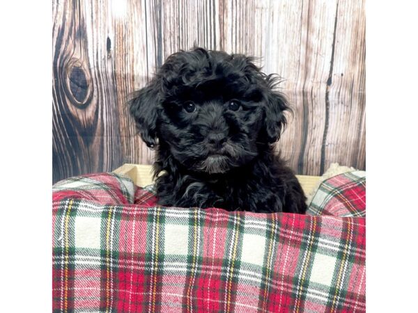 Yorkiepoo DOG Male Black 17050 Petland Fairfield, Ohio