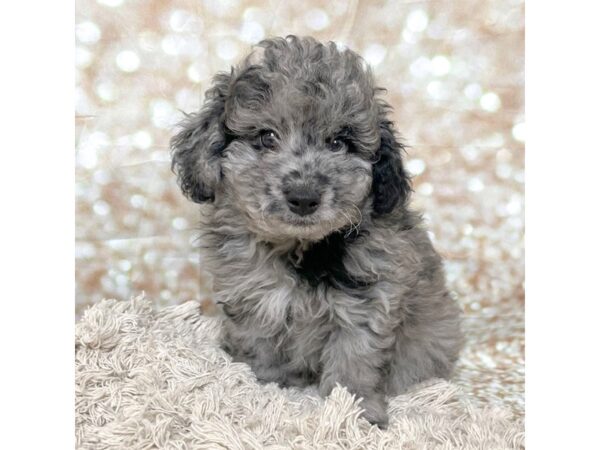 Mini Goldendoodle DOG Male Blue Merle 17101 Petland Fairfield, Ohio