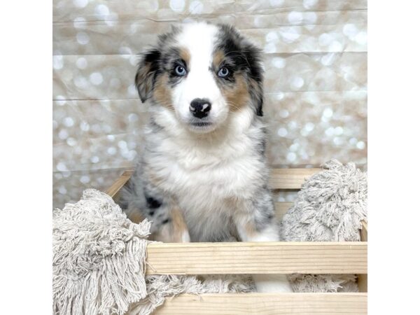 Australian Shepherd DOG Female Blue Merle 17095 Petland Fairfield, Ohio