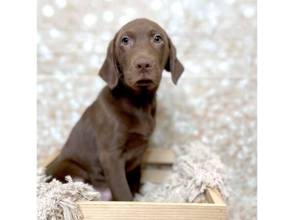 Labrador Retriever DOG Male Chocolate 17094 Petland Fairfield, Ohio