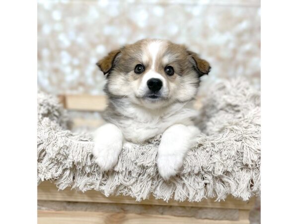 Australian Shepherd/American Eskimo-DOG-Male-Chocolate-17093-Petland Fairfield, Ohio