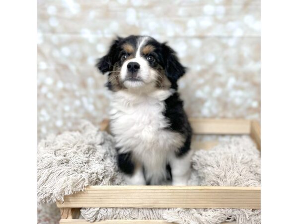 Miniature Australian Shepherd DOG Female Black White / Tan 17092 Petland Fairfield, Ohio