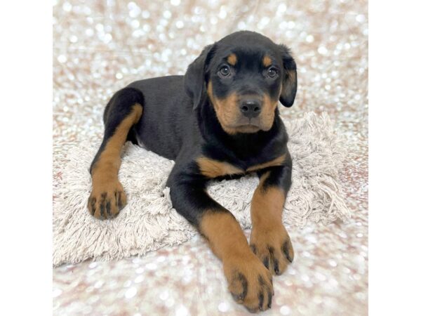 Rottweiler DOG Male Black and Tan 17089 Petland Fairfield, Ohio