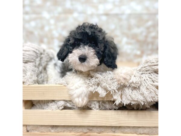 Bichapoo DOG Female Black/ White 17088 Petland Fairfield, Ohio