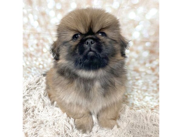 Pekingese DOG Male Brown 17085 Petland Fairfield, Ohio