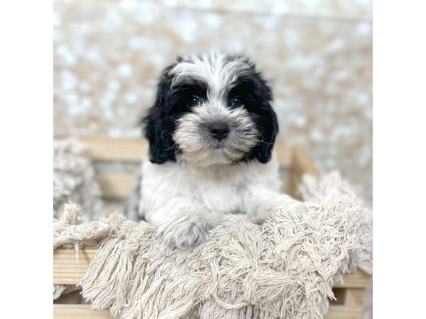 Shi-Poo-DOG-Male-Black/WHite-17084-Petland Fairfield, Ohio