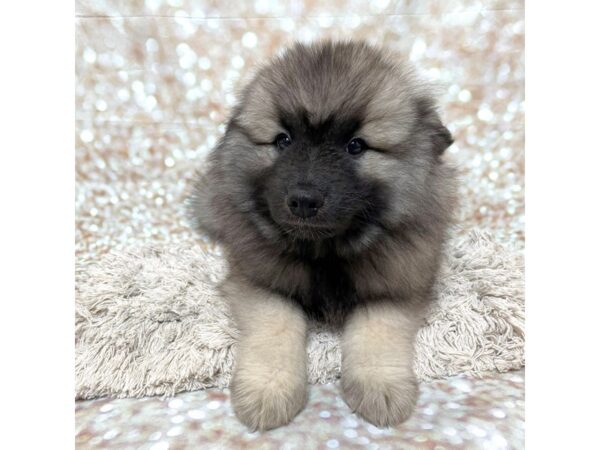 Keeshond DOG Male Black / Silver 17082 Petland Fairfield, Ohio