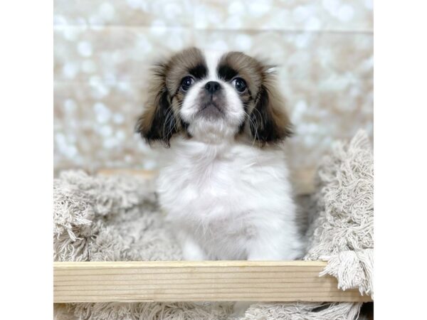 Pekingese DOG Male Red Sable 17041 Petland Fairfield, Ohio