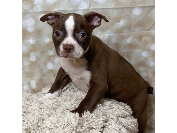 Boston Terrier DOG Male Red / White 17090 Petland Fairfield, Ohio