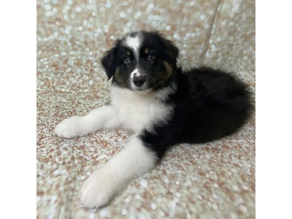 Australian Shepherd DOG Male Black Tri 17075 Petland Fairfield, Ohio