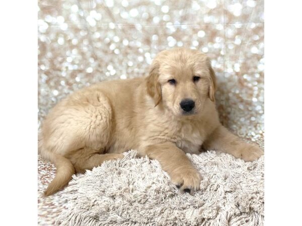 Golden Retriever DOG Male Golden 17091 Petland Fairfield, Ohio