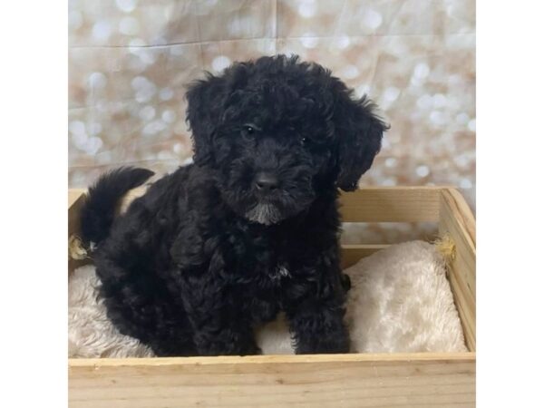 Mini Labradoodle-DOG-Female-Black-17099-Petland Fairfield, Ohio