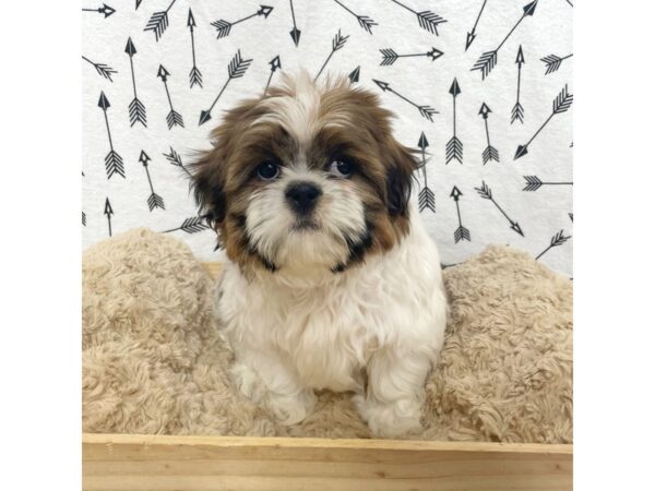 Shih Tzu DOG Male Brown/ White 17087 Petland Fairfield, Ohio