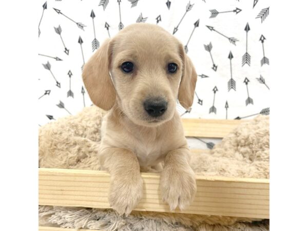 Doxiepoo-DOG-Male-Blonde-17103-Petland Fairfield, Ohio