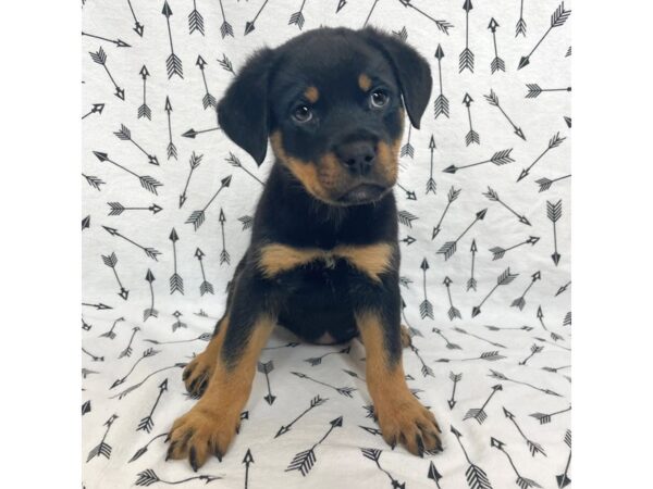 Rottweiler DOG Female Black/Rust 17104 Petland Fairfield, Ohio