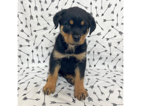 Rottweiler DOG Female Black/Rust 17105 Petland Fairfield, Ohio