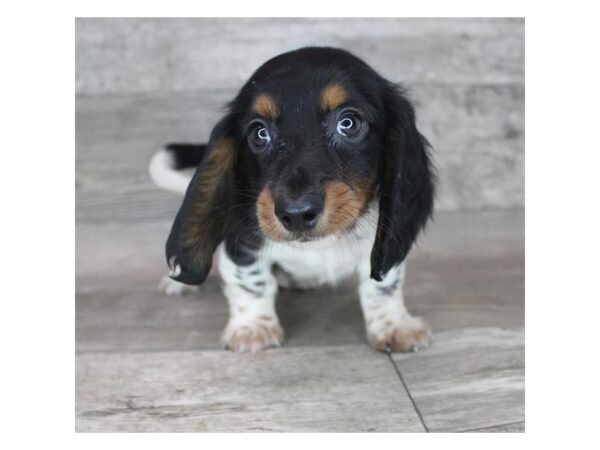 Dachshund-DOG-Male-Black White / Tan-77784-Petland Fairfield, Ohio