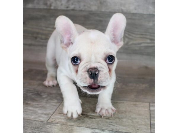 French Bulldog DOG Male Cream 17120 Petland Fairfield, Ohio