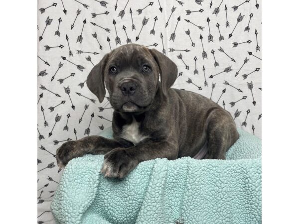 Cane Corso DOG Male Blue Brindle 17119 Petland Fairfield, Ohio