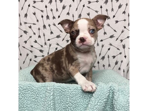 Boston Terrier DOG Male Red Merle 17118 Petland Fairfield, Ohio