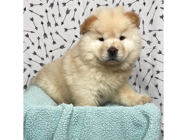 Chow Chow DOG Male Cream 17117 Petland Fairfield, Ohio