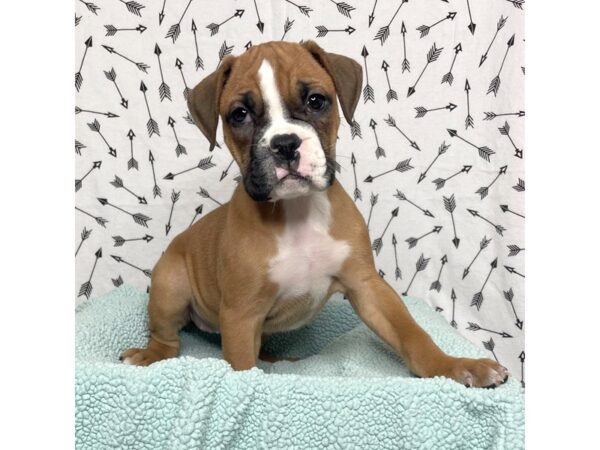 Valley Bulldog-DOG-Female-Fawn / White-17116-Petland Fairfield, Ohio