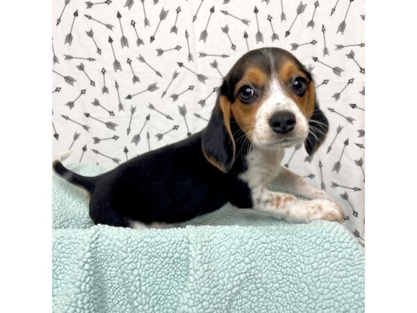 Beagle DOG Female Black Tan / White 77785 Petland Fairfield, Ohio