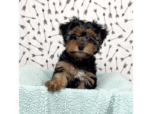 Yorkshire Terrier DOG Female Black / Tan 77783 Petland Fairfield, Ohio