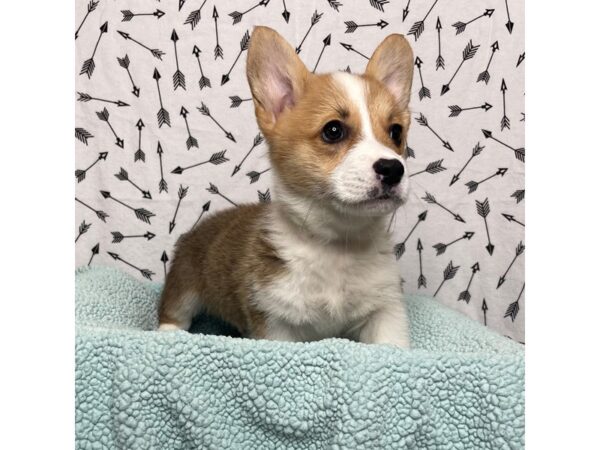 Pembroke Welsh Corgi DOG Male Sable / White 77782 Petland Fairfield, Ohio