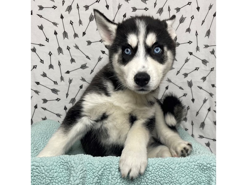 Siberian Husky Puppy Black / White ID:77781 Located at