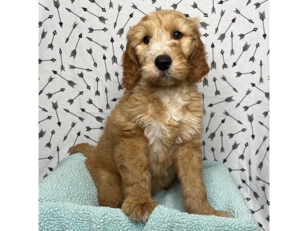 Goldendoodle DOG Male Red 17110 Petland Fairfield, Ohio