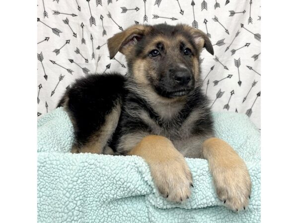 German Shepherd DOG Female Black / Tan 17109 Petland Fairfield, Ohio