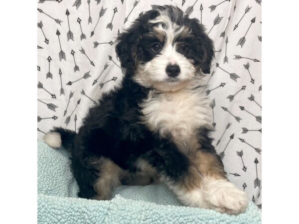 Mini Bernadoodle-DOG-Female-Black Tri-17107-Petland Fairfield, Ohio