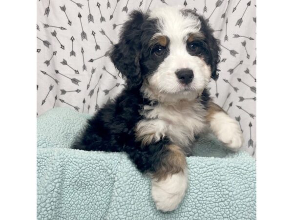 Mini Bernadoodle-DOG-Male-Black Tri-17106-Petland Fairfield, Ohio