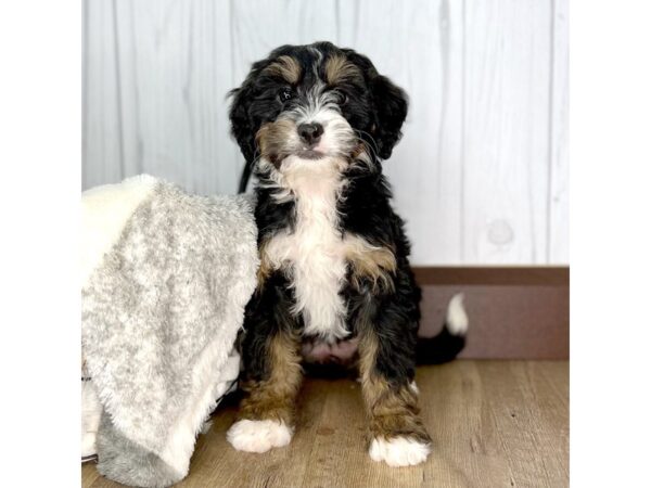 Mini Bernadoodle-DOG-Female-Black Tri-17129-Petland Fairfield, Ohio