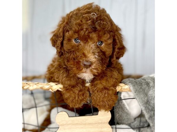 Standard Poodle-DOG-Male-Red-17130-Petland Fairfield, Ohio