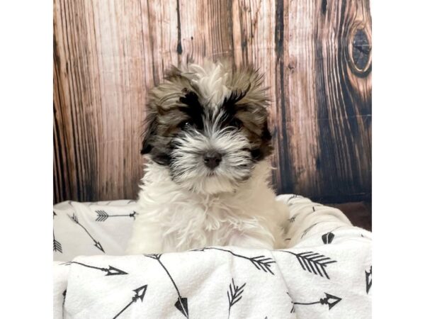 Havanese DOG Female Brindled Sable 17121 Petland Fairfield, Ohio