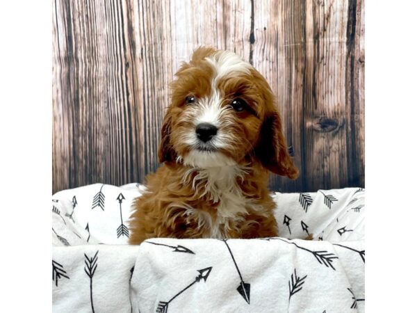 Cavapoo-DOG-Female-Apricot-17122-Petland Fairfield, Ohio