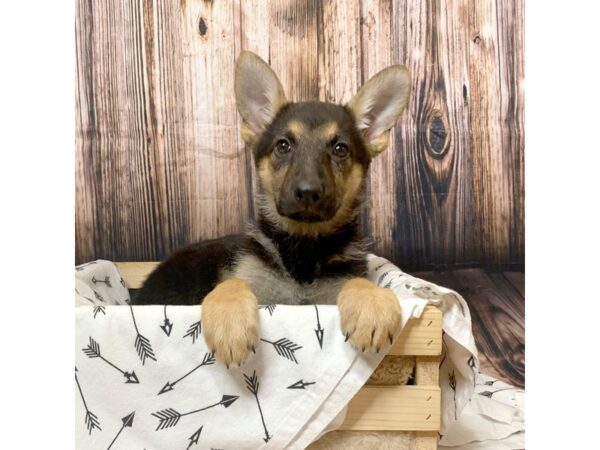 German Shepherd DOG Female Black / Tan 17123 Petland Fairfield, Ohio