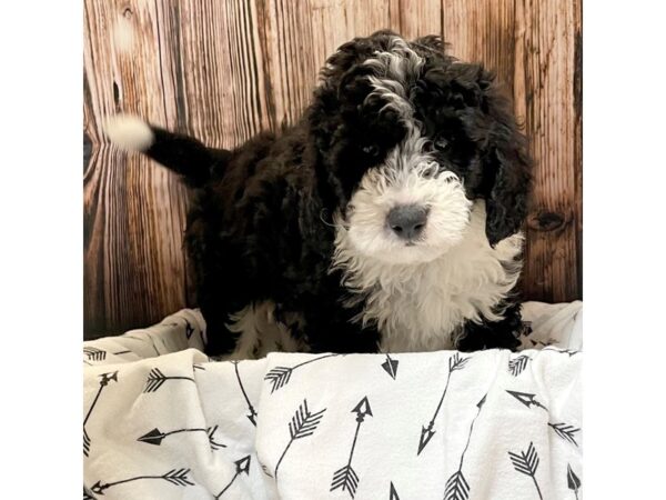 Mini Sheepadoodle-DOG-Male-Black/White-17124-Petland Fairfield, Ohio