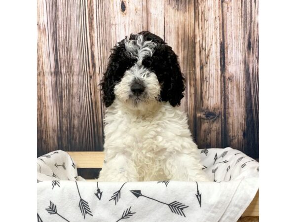 Mini Sheepadoodle-DOG-Female-Black/White-17125-Petland Fairfield, Ohio