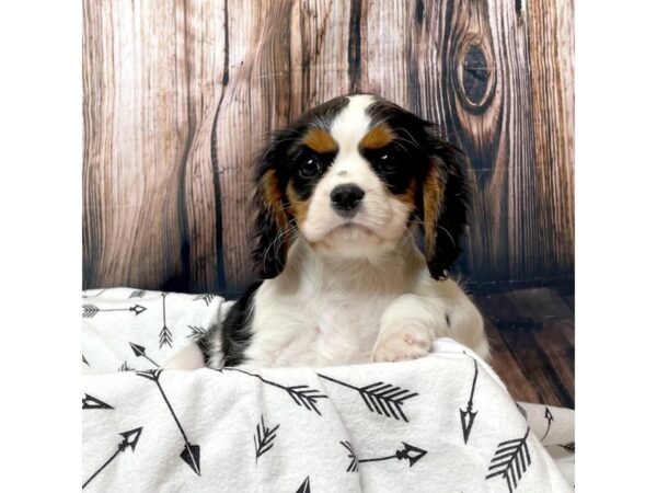 Cavalier King Charles Spaniel DOG Female Black White / Tan 17128 Petland Fairfield, Ohio