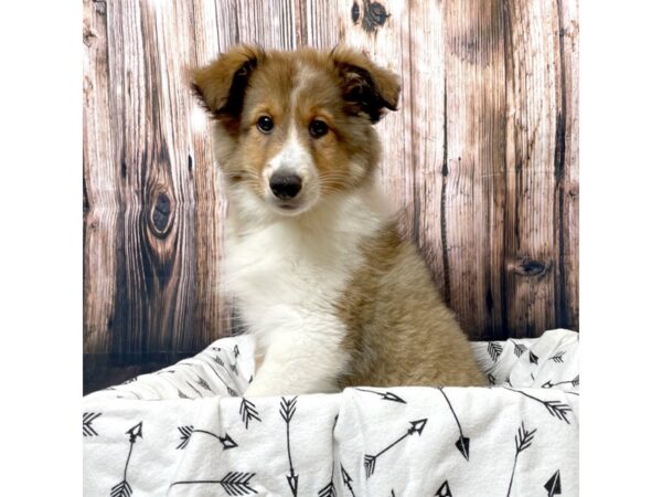 Shetland Sheepdog DOG Female Sable / White 17139 Petland Fairfield, Ohio