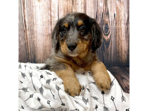 Poodle/Greater Swiss MT Dog-DOG-Male-Blue Merle-17138-Petland Fairfield, Ohio